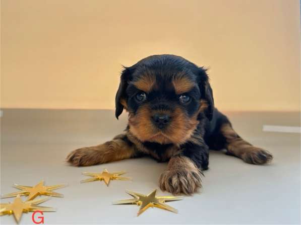 Щенки кавалер Кинг Чарльз спаниель