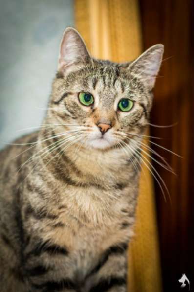 Отдам даром Ищем самого доброго хозяина Мурке