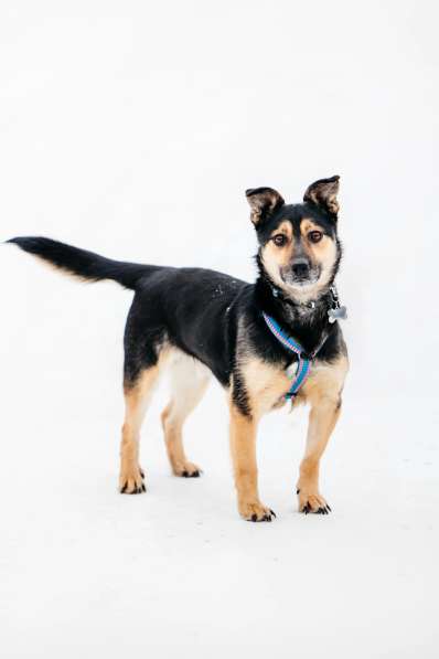 Коротколапик Перчик в дар в Москве