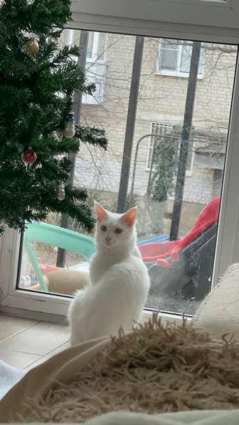 Мэйнкун в Москве фото 3