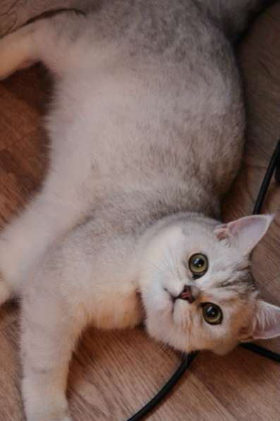 Британские котята, окраса - ns 11 в Санкт-Петербурге