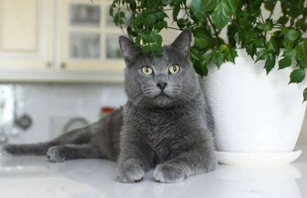 Красавец кот серо-голубого окраса в добрые руки в Москве фото 5
