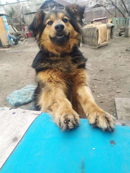 Шикарная собака в Кургане