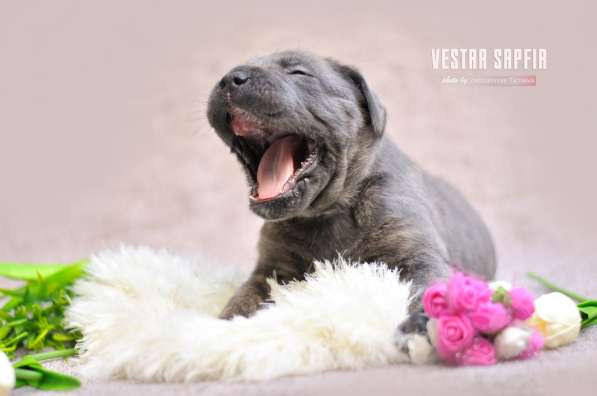 Кобель и сука кане корсо в Алупке фото 7