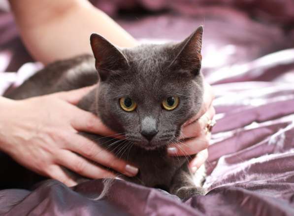 Грациозная красавица Капитошка ищет семью в Москве фото 18