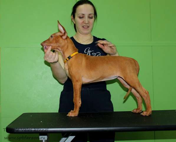 Щенки Фараоновой собаки в Санкт-Петербурге фото 27