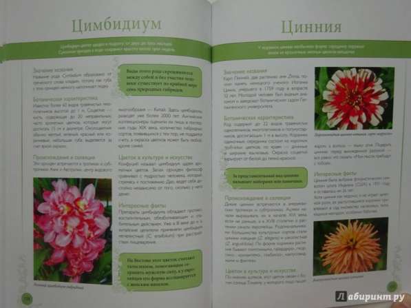 Самые красивые цветы мира в Ростове-на-Дону фото 8