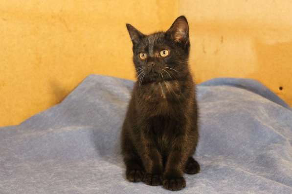 Грациозные угольно-черные котята в Санкт-Петербурге фото 25