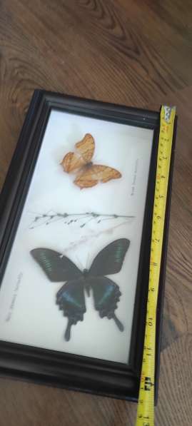 Коллекционные бабочки под стеклом в Москве фото 4