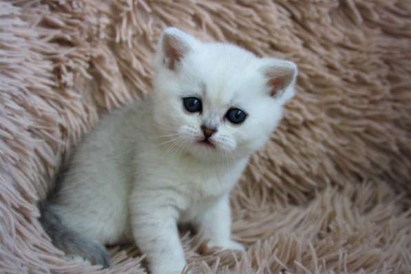 Scottish gold SFS71 ny25 в Рязани фото 5