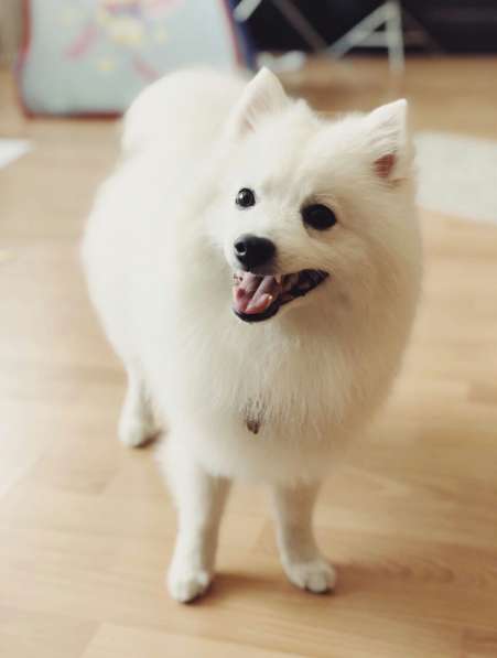 Японский шпиц. Девочка в Екатеринбурге фото 8