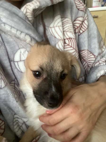 Трогательный щенок от маленькой собачки в Санкт-Петербурге фото 14