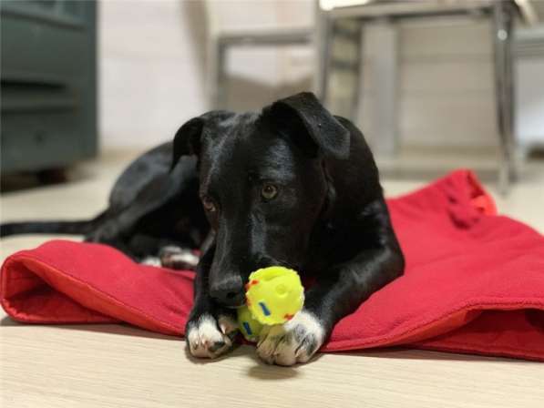 Бэтмен 4 месяца потрясающий парень! в Москве фото 4