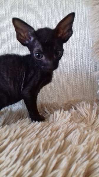 Котята Корниш рекс из питомника в Санкт-Петербурге фото 9