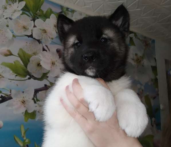 Щенки американская акита, с документами в Перми фото 12