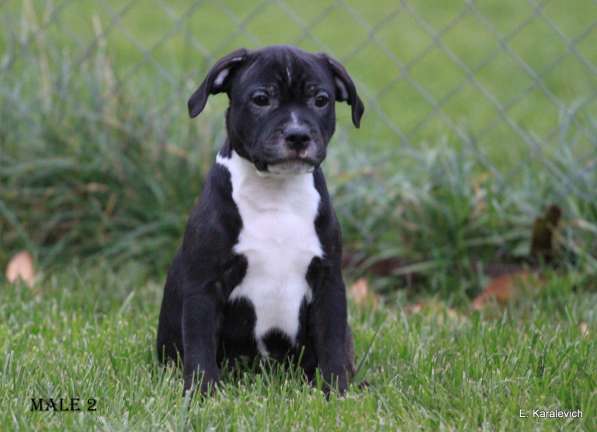 Девочка стаффордширского бультерьера в Калининграде фото 7