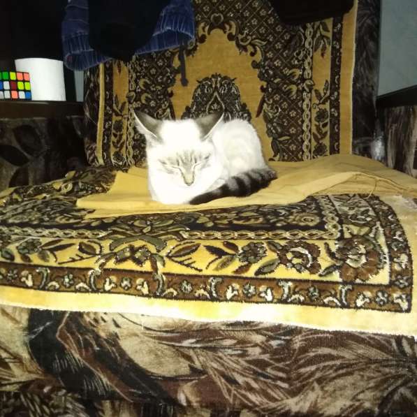 Найден белый сиамский кот