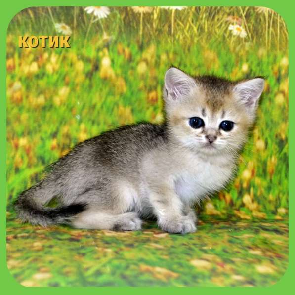 Британские золотые котик и кошечка в Москве фото 13