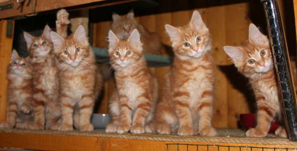 Рыжие Мейн куны в фото 28