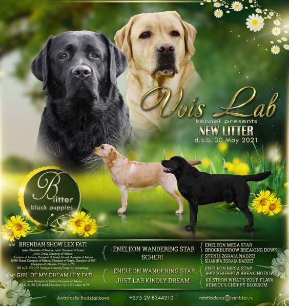 Щенки лабрадора- ретривера в фото 14