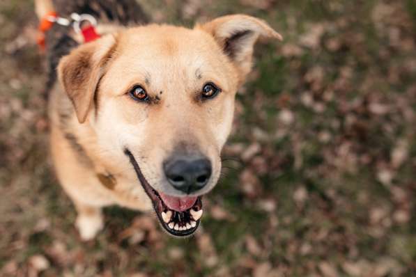 Ищет дом Ромео #ромео_дубоваяроща в Москве фото 45