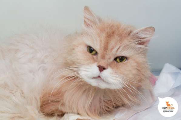 Вы запомните Тома на всю жизнь