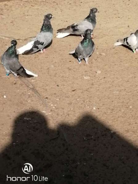 Продам голубей в Новомосковске