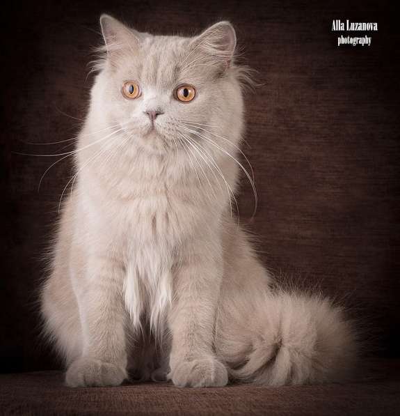 Продается! Британский длинношерстный котик
