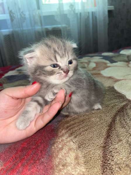 Шотландские котята в Краснодаре