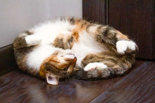 Кошечка Стеша - девочка с огоньком в добрые руки в Москве фото 5