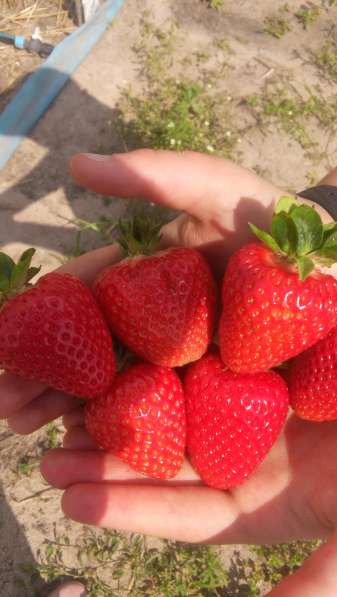 Продам саженцы клубники в фото 11
