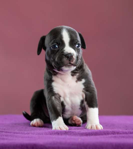 Девочка АмСтафф ищет самую лучшую семью в Санкт-Петербурге фото 10