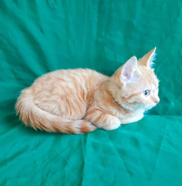 Шотландский прямоушка кошечка в Симферополе фото 5