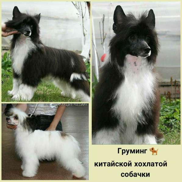 Стрижка собак (груминг) в Димитровграде фото 4