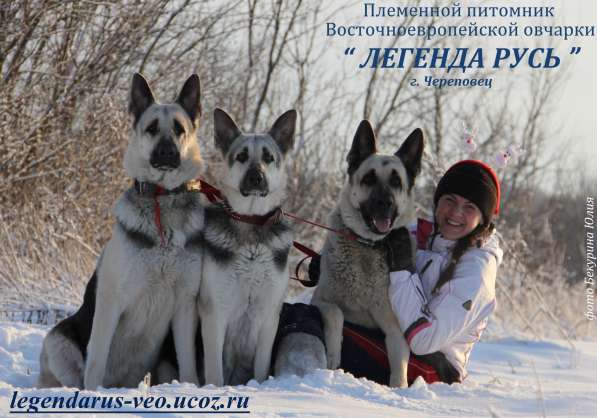 Щенков, собак породы восточноевропейская овчарка в Москве фото 19