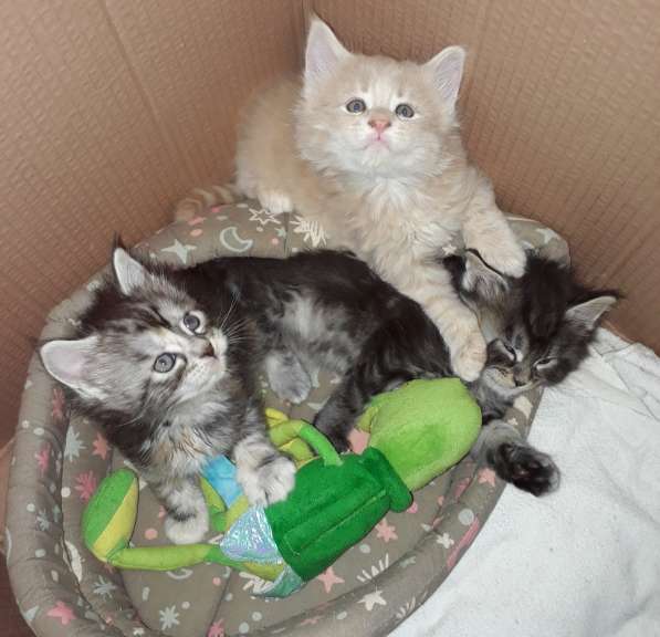 Котята Мейн-кун метисы