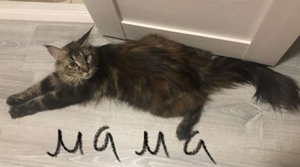 Котята мейн-кун в Новосибирске фото 21