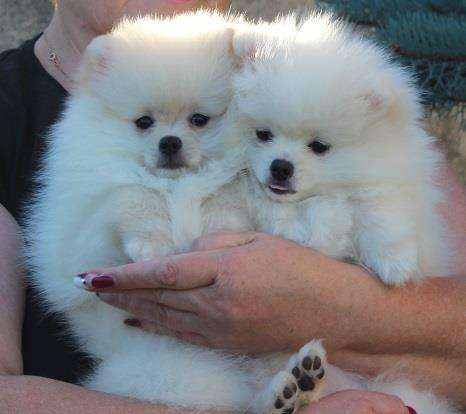 Белый пом в Санкт-Петербурге