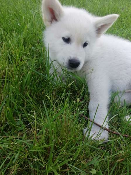 Очень красивый белый щенок Alaskan Malamute FCI 243 в фото 5