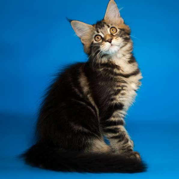 Продаются котята породы Мейн-Кун в Владимире фото 9