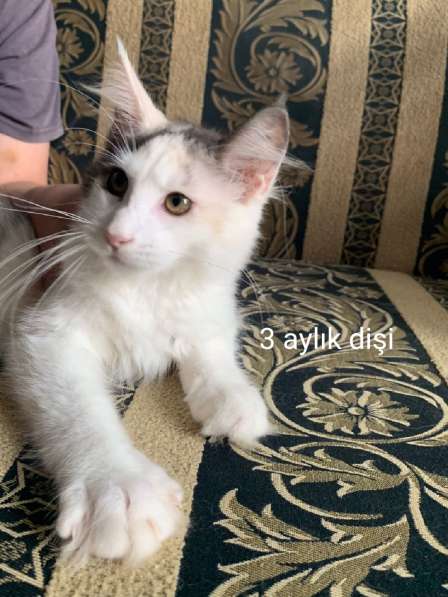 Котята породы Мэйн-кун