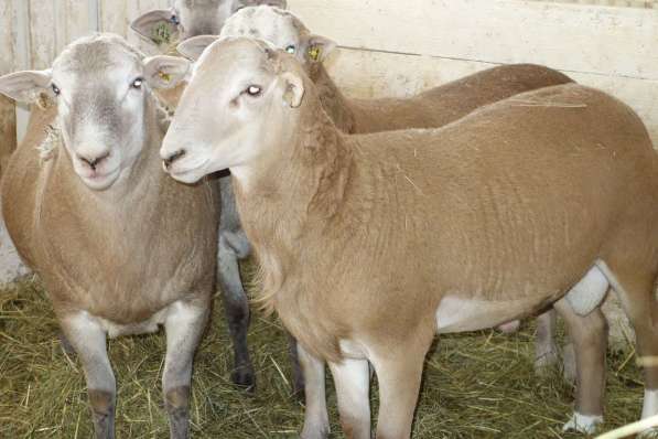Племенные овцы породы Катумская (Скот из Европы класса Элита в фото 6