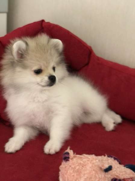 Шпиц- девочка- пати