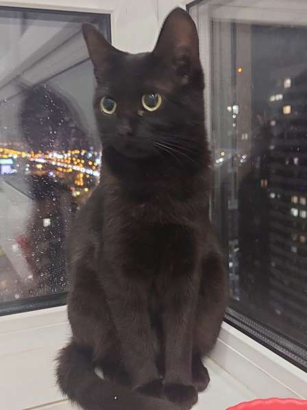 Кошка Чёрная Мамба ищет дом в Химках фото 18