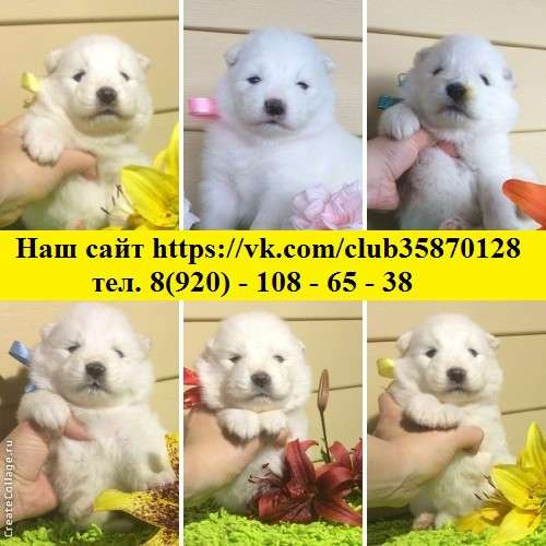 Щеночки Самоедской лайки Белоснежные !!!!!!!!!!!! в Смоленске