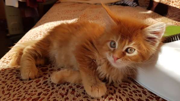 Продаётся красная девочка мейн-кун в Санкт-Петербурге фото 66