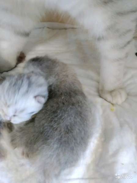 Шотландская серебряная девочка в Симферополе фото 5