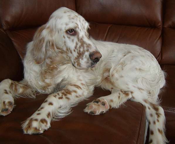 Английский сеттер щенки из элитного питомника в Москве фото 40