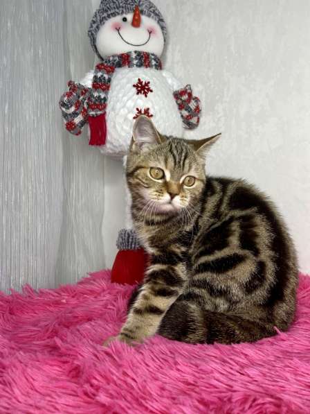 Британские короткошёрстные котята в Казани фото 9