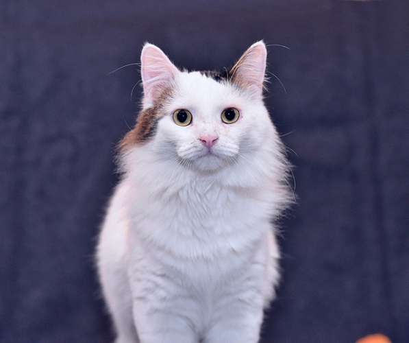 Шикарный котище - Снежище в добрые руки в Москве фото 7